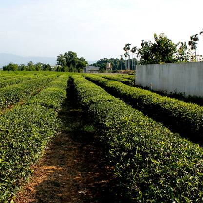 Jade: Nantou - field