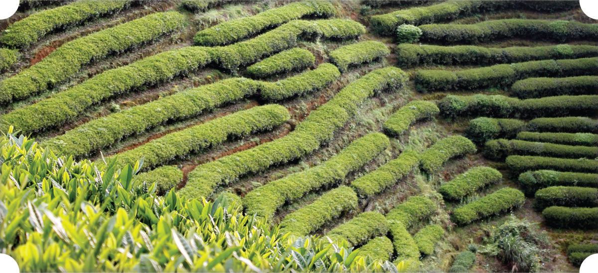 MEM Tea Imports & Shop | Carefully sourced, simply enjoyed – MEM TEA